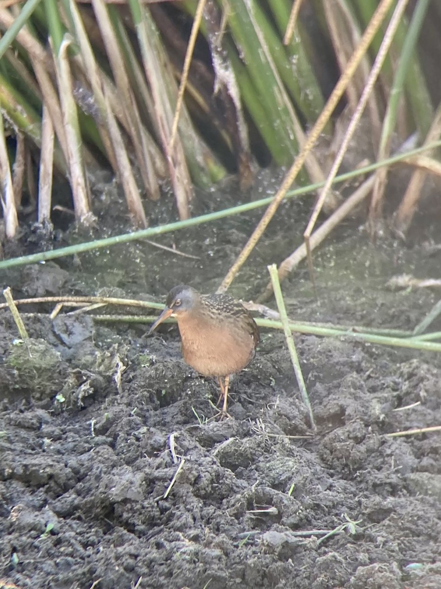 Virginia Rail - ML611558579