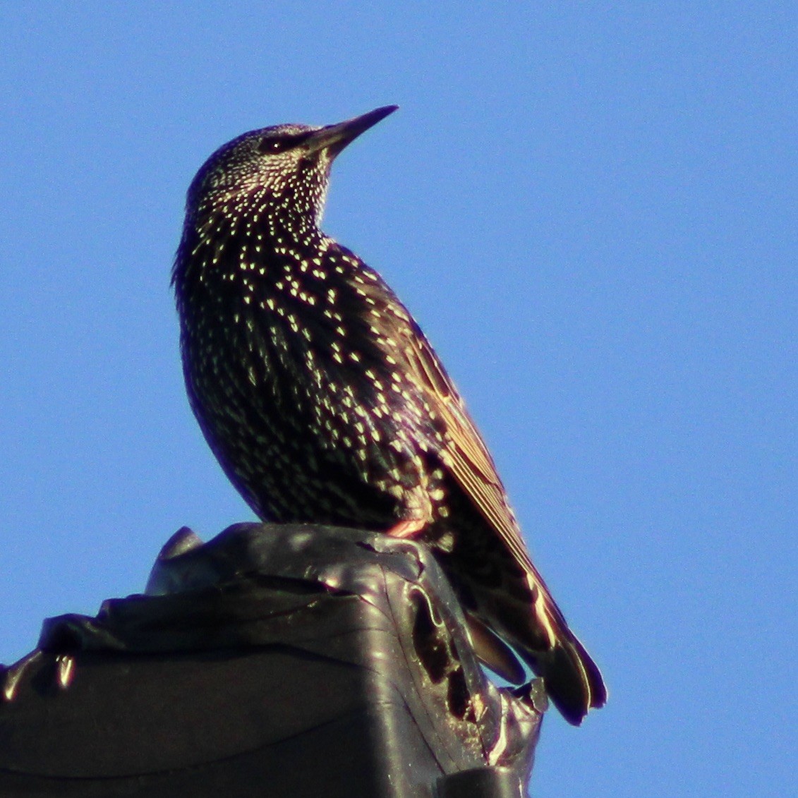 European Starling - ML611558581