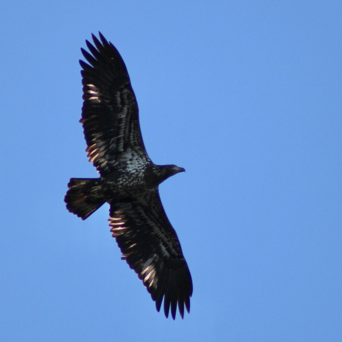 Bald Eagle - ML611558601