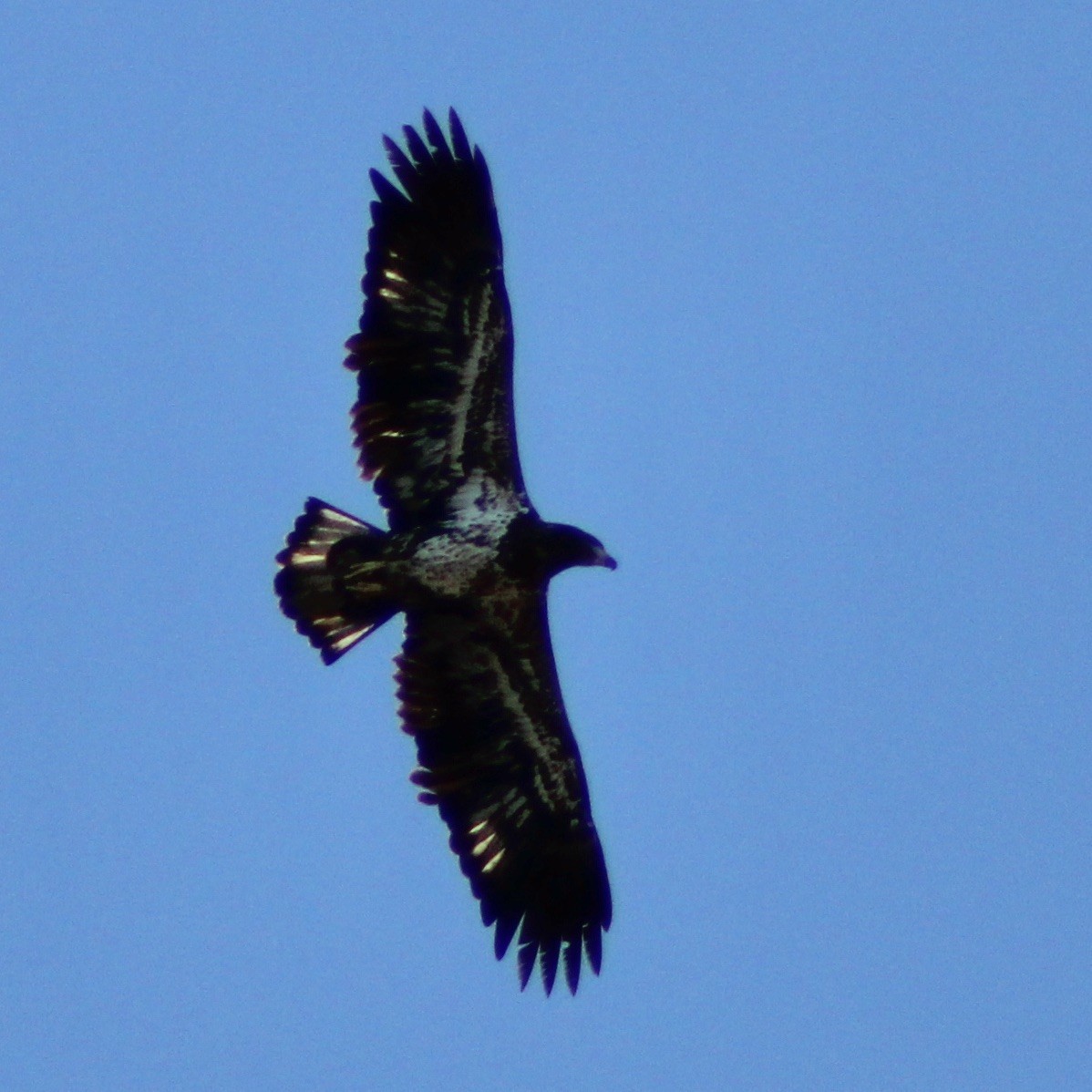 Bald Eagle - ML611558602