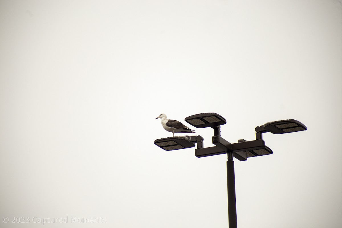 Great Black-backed Gull - ML611558693