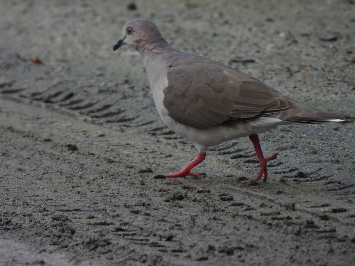 White-tipped Dove - ML611558739