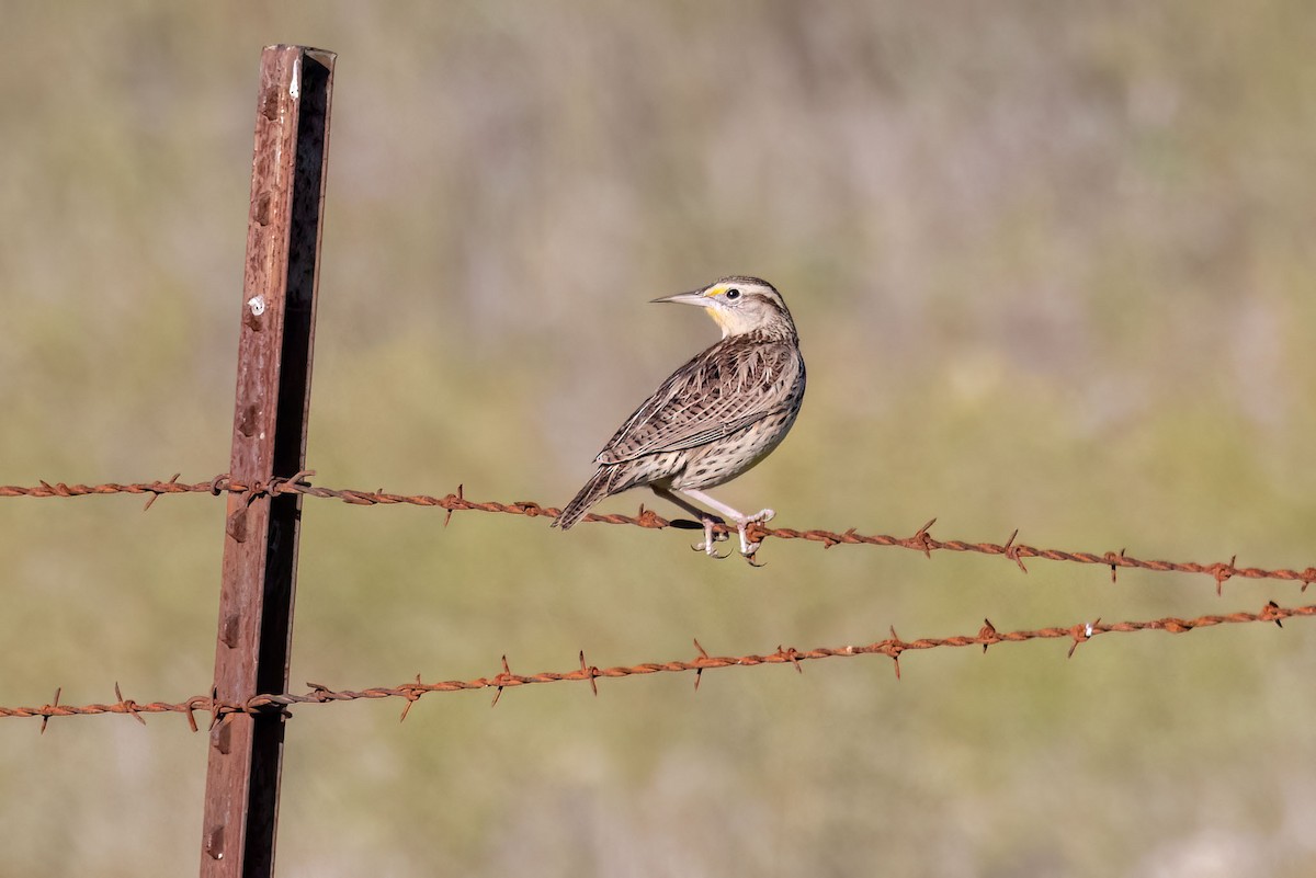 Eastern Meadowlark - ML611558842