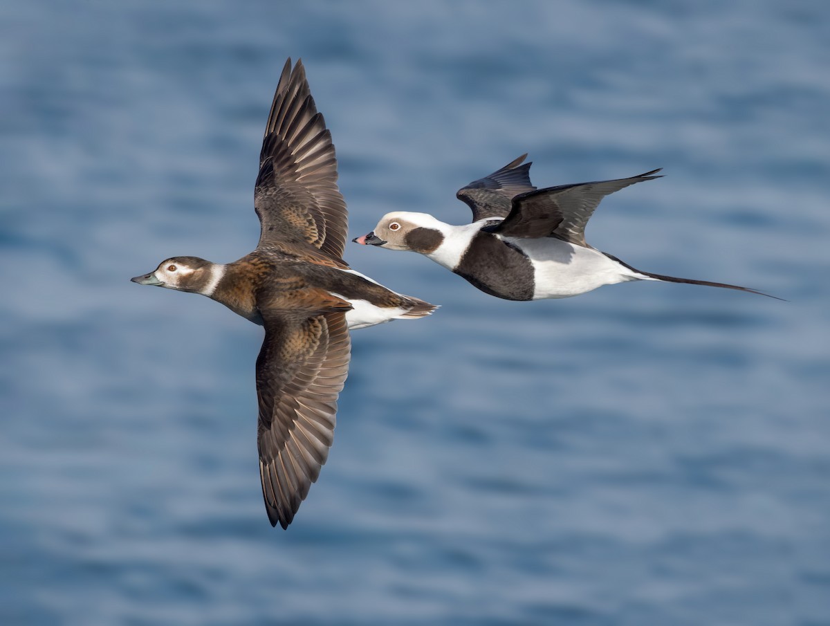 Long-tailed Duck - ML611558887