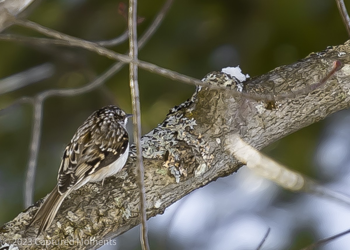 Brown Creeper - Claire Allgoewer