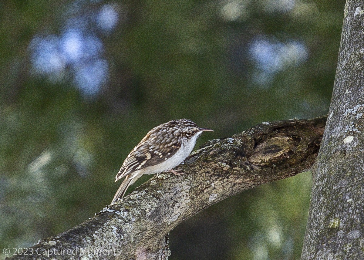 Brown Creeper - Claire Allgoewer