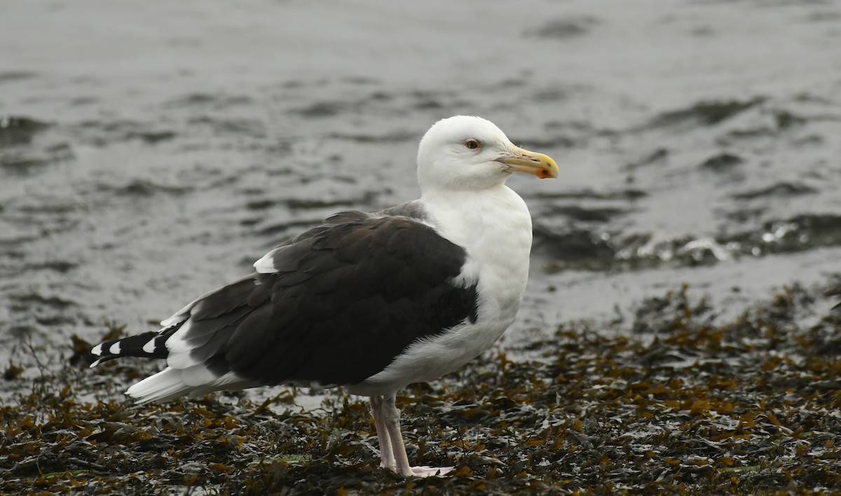 Great Black-backed Gull - ML611559076