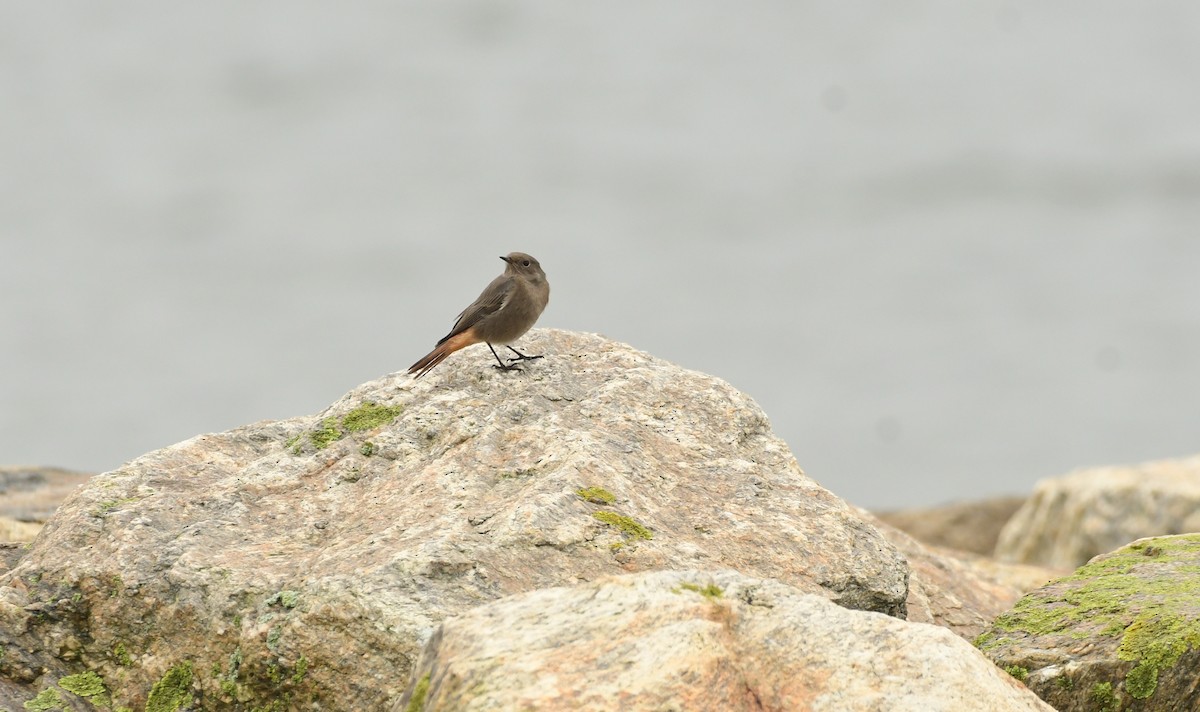 Black Redstart - ML611559099