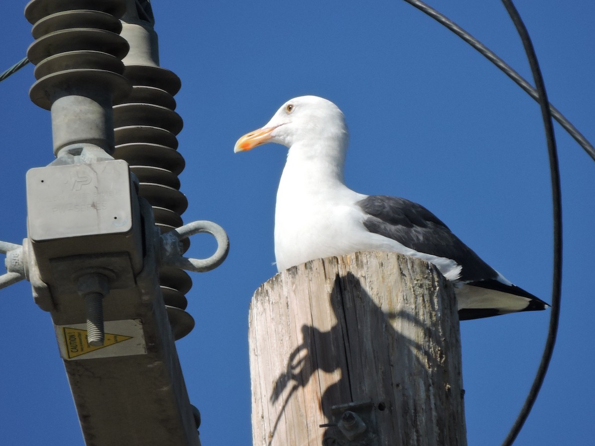 Gaviota Occidental - ML611559104