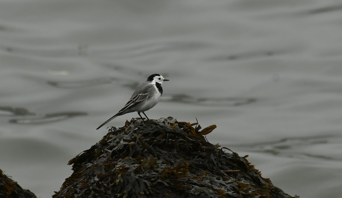 White Wagtail - ML611559127