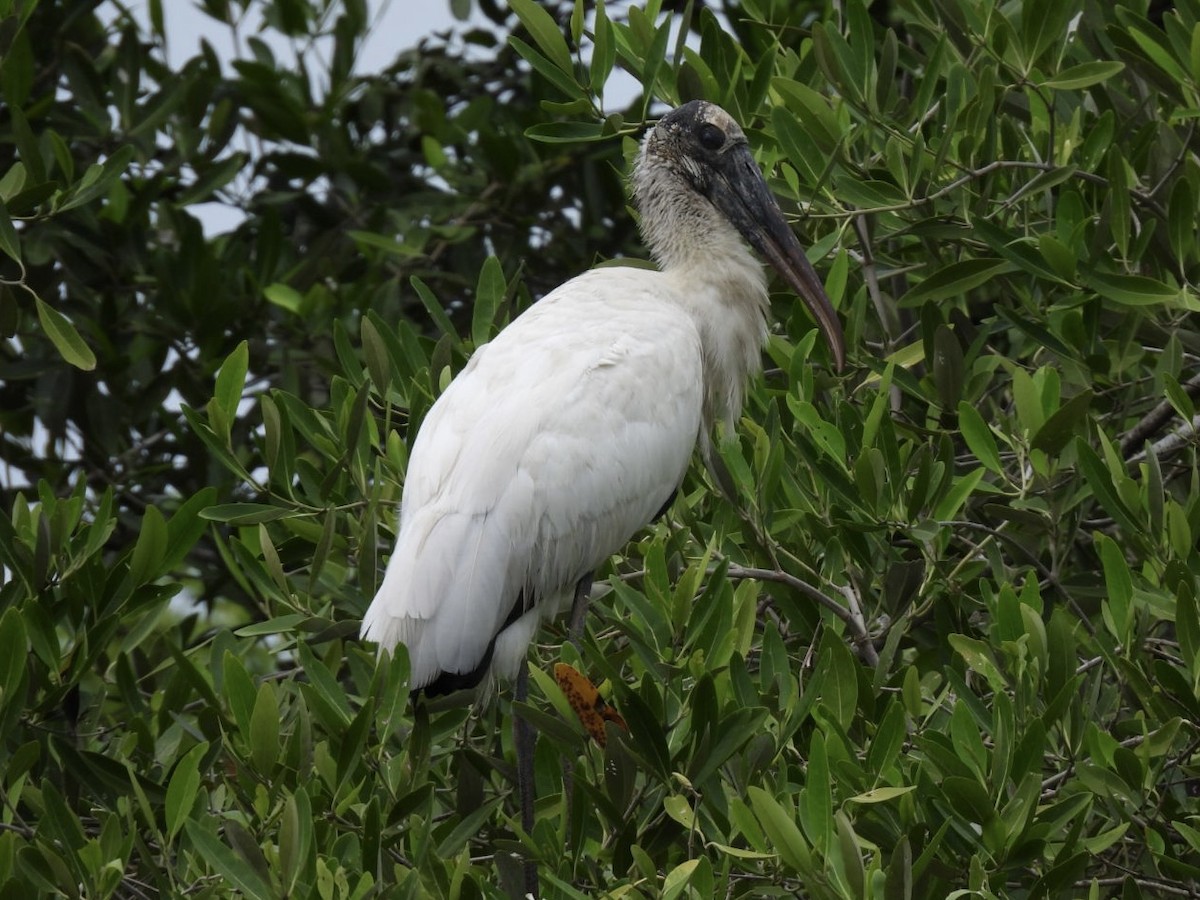 Wood Stork - ML611559155