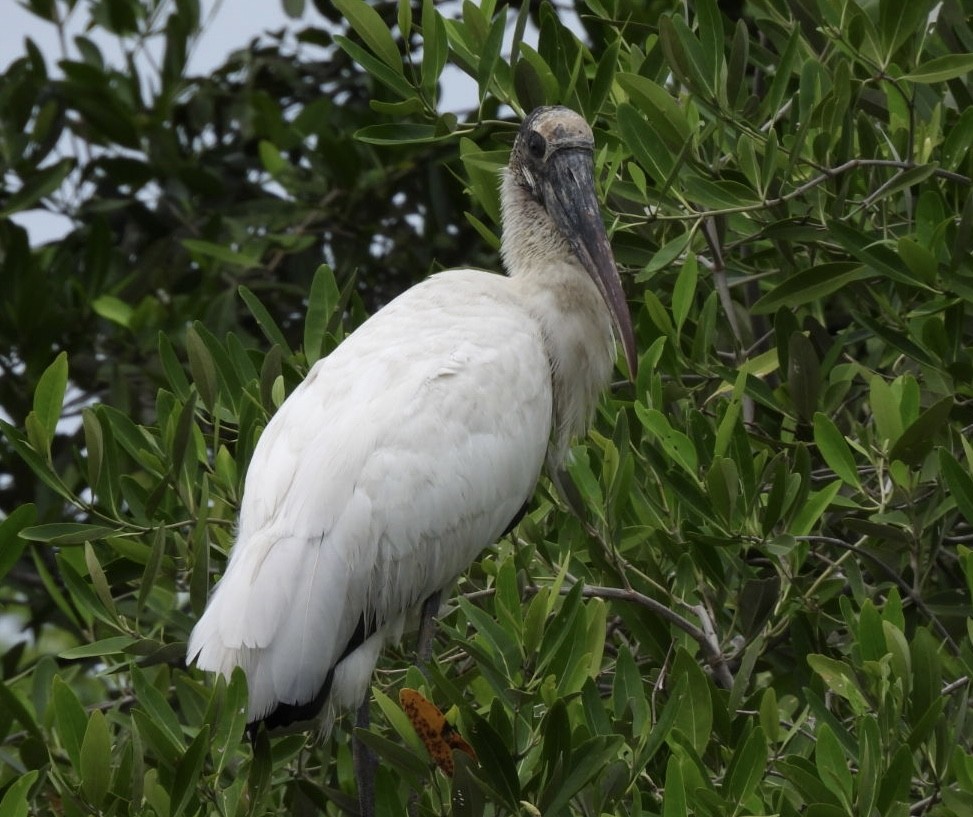 Wood Stork - ML611559156