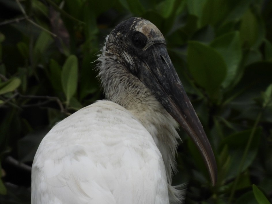 Wood Stork - ML611559158