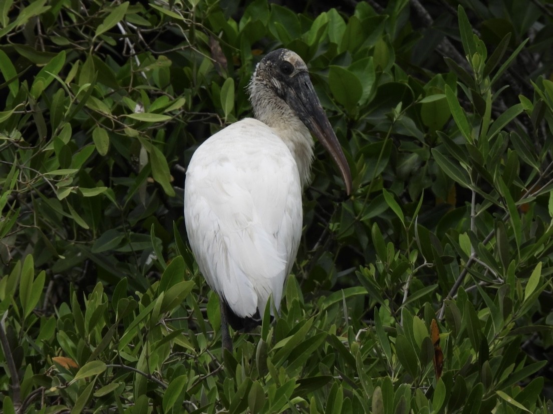 Wood Stork - ML611559159