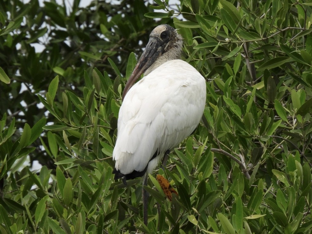 Wood Stork - Richard Lott