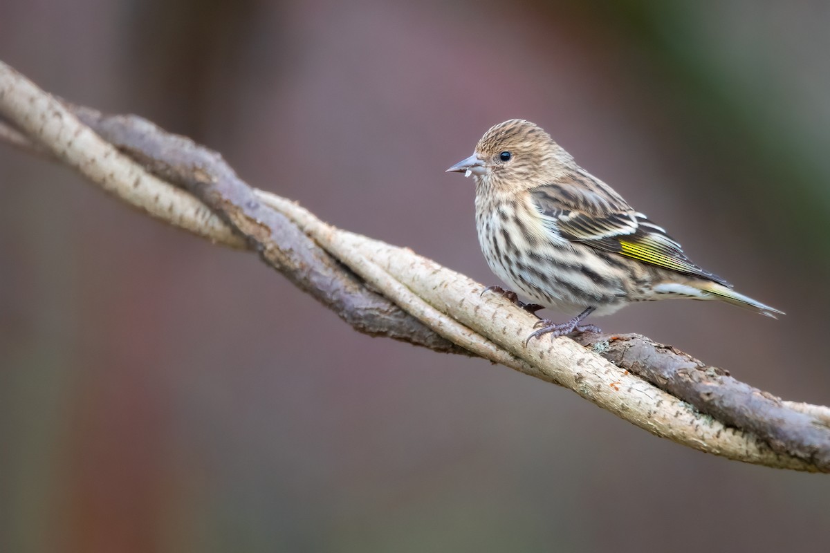 Pine Siskin - ML611559206