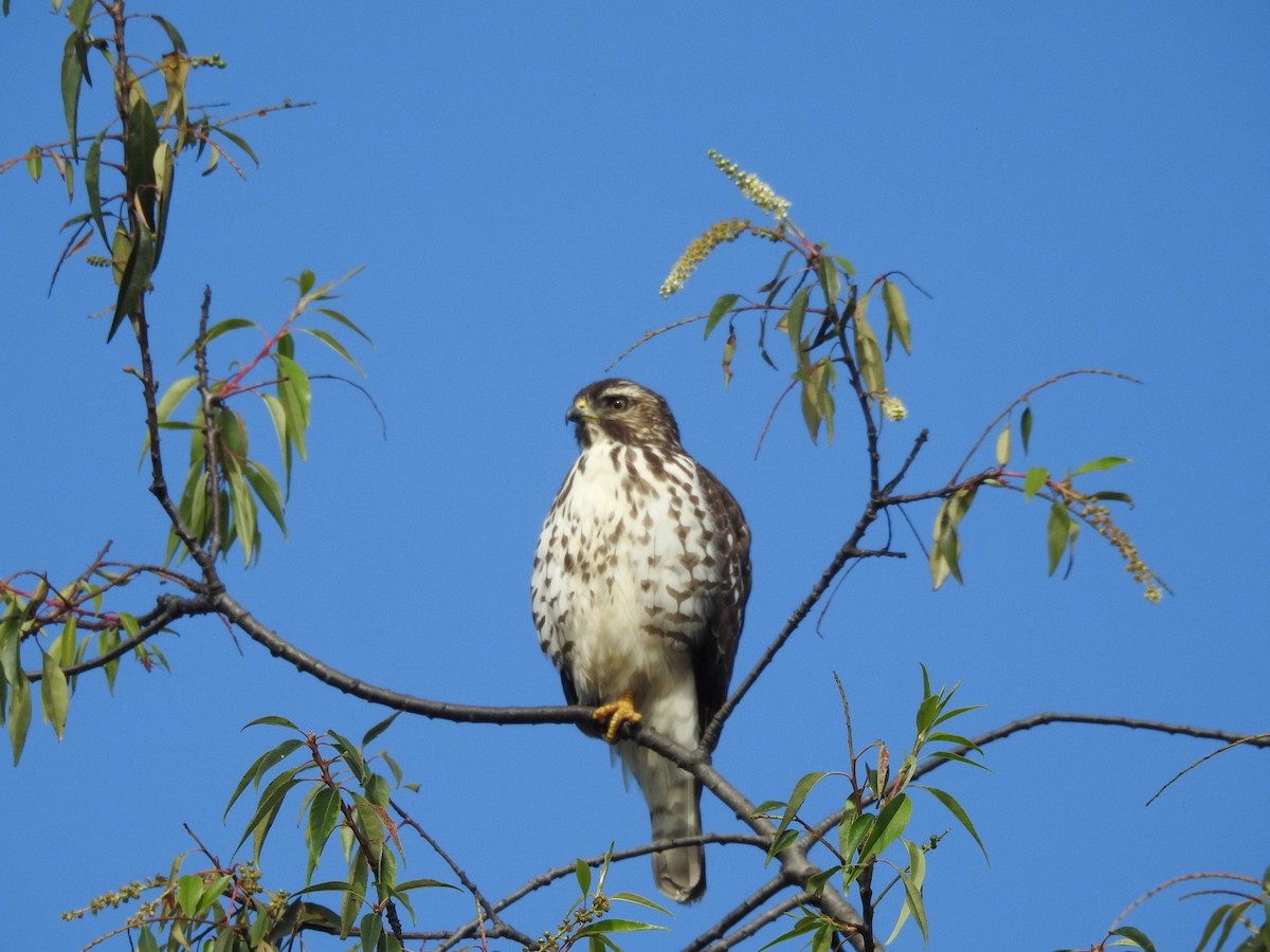 Broad-winged Hawk - ML611559227