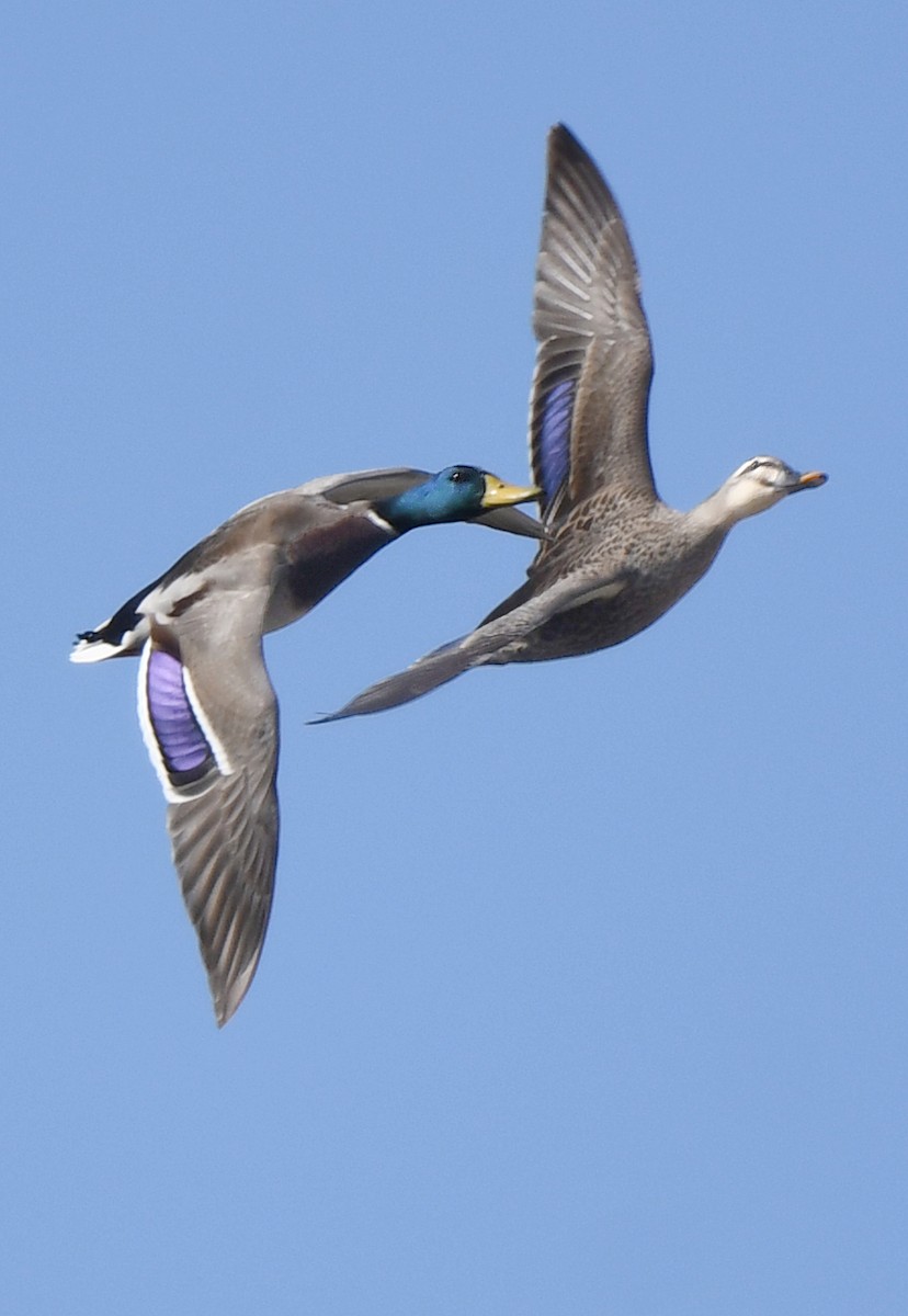 Mallard - ML611559244