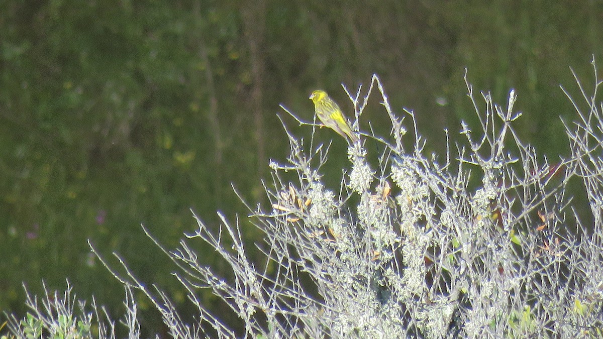 European Serin - Edward McKen