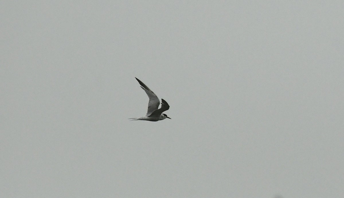 Sandwich Tern - ML611559323