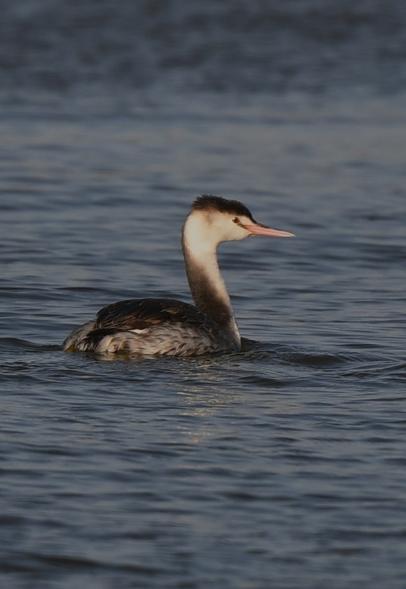 Great Crested Grebe - ML611559339