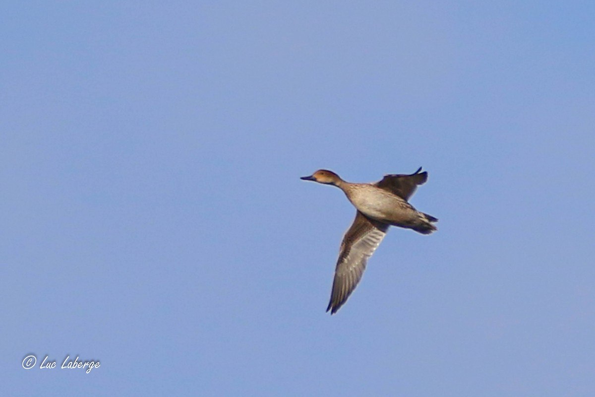 Northern Pintail - ML611559385