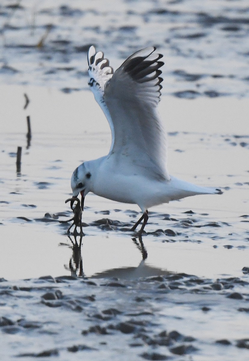 Mouette de Saunders - ML611559439