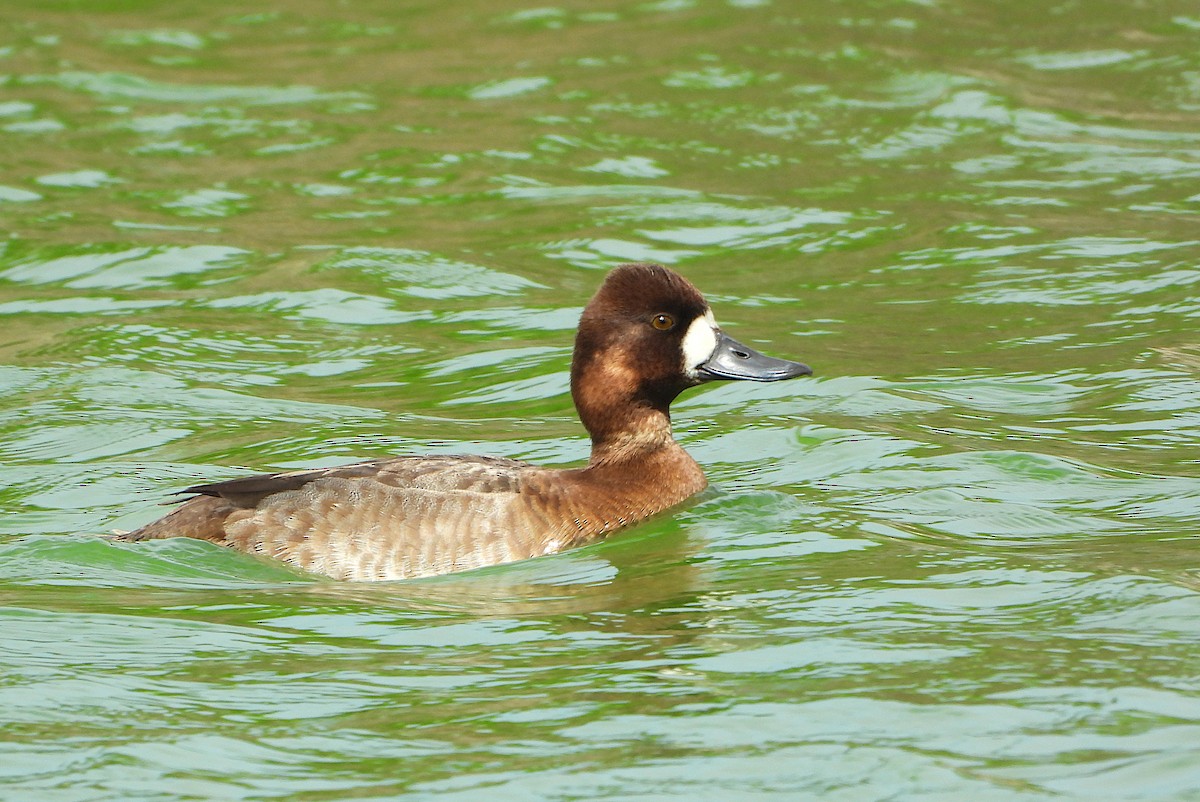 Lesser Scaup - Isaí López