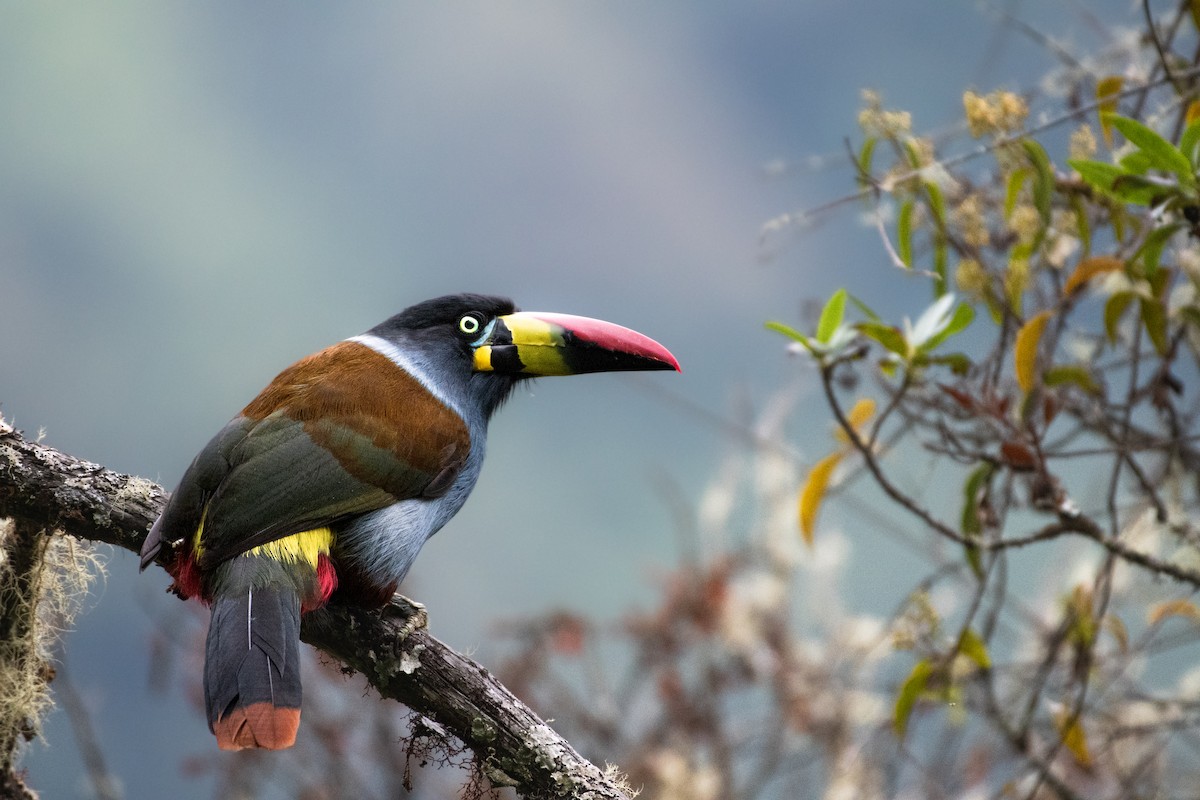 Gray-breasted Mountain-Toucan - ML611559481