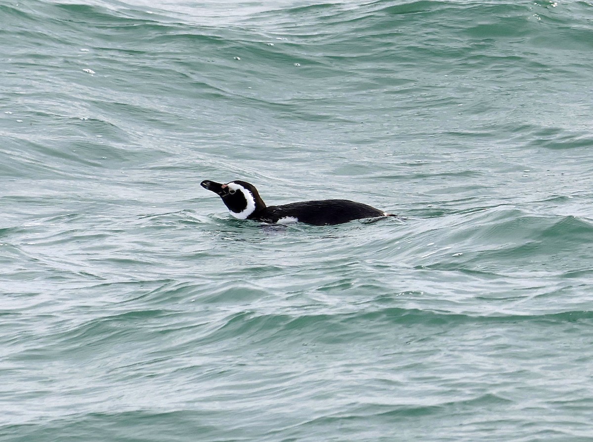 Magellanic Penguin - Joe Grzybowski