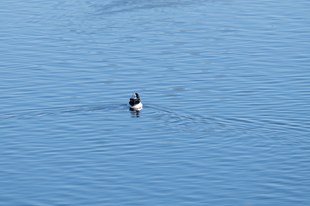 Bufflehead - Isaac Boardman