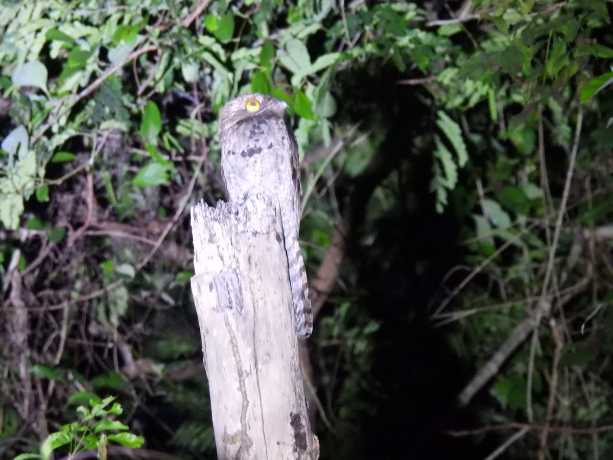 Common Potoo - Leandro Niebles Puello