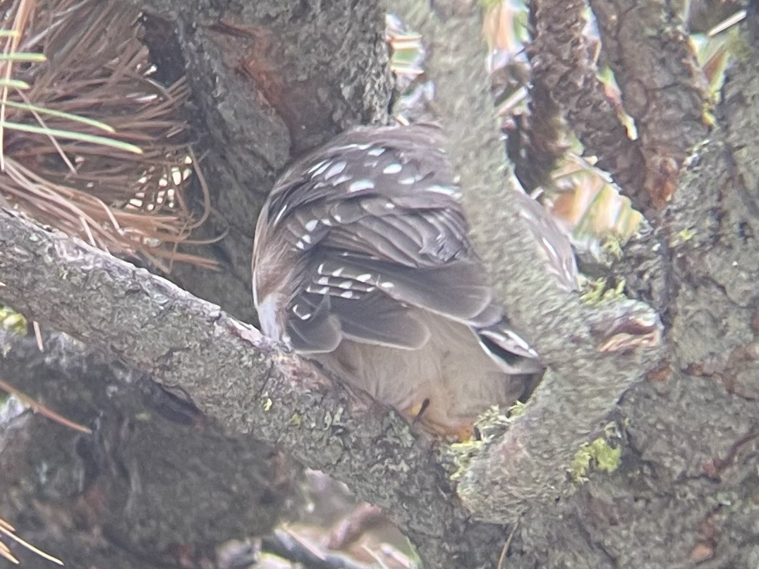 Northern Saw-whet Owl - ML611559748