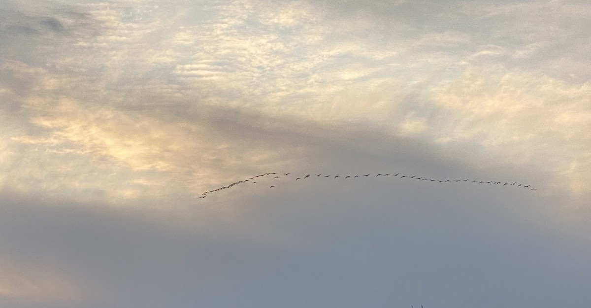 Canada Goose - ML611559793