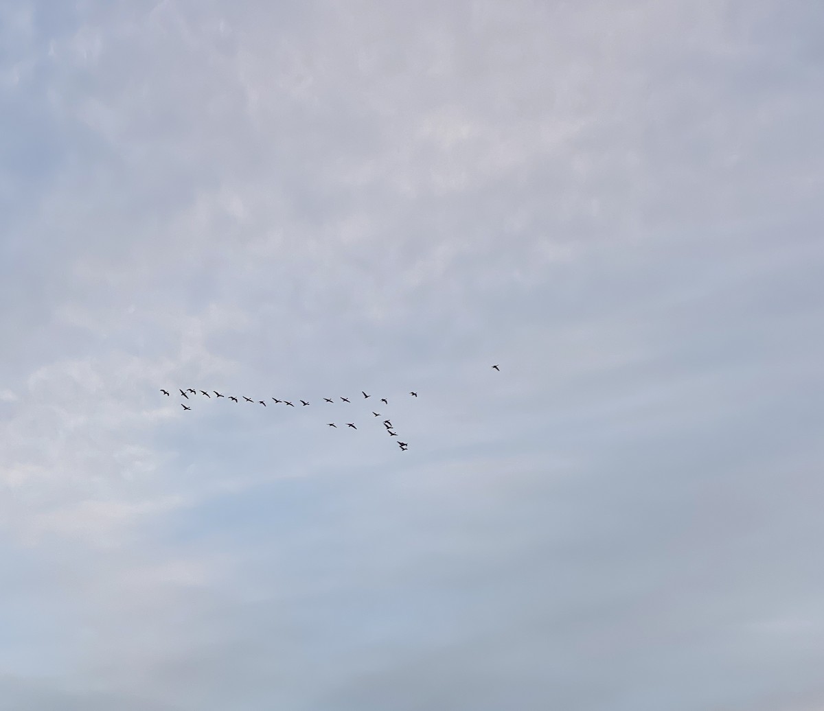 Canada Goose - ML611559808