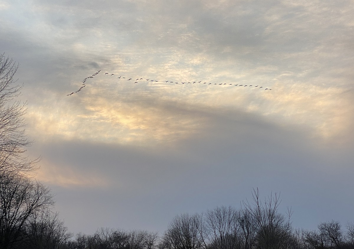 Canada Goose - ML611559809