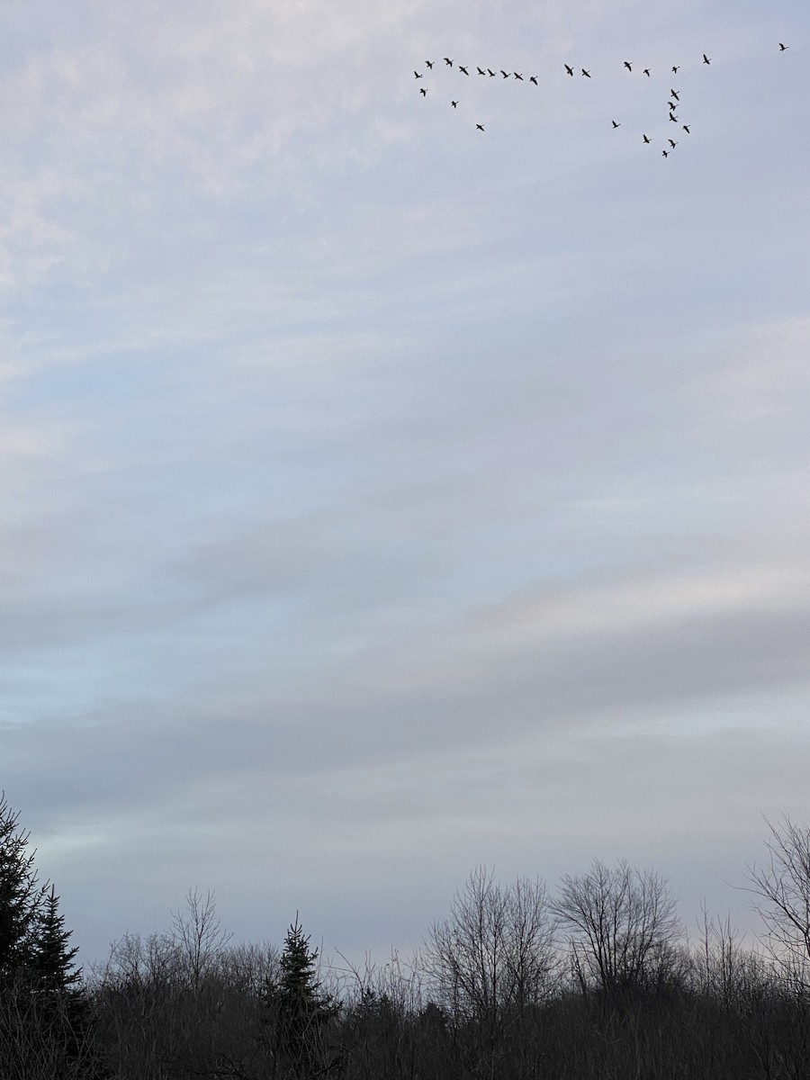 Canada Goose - ML611559811