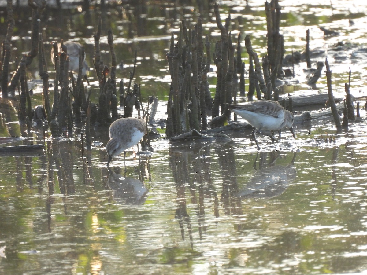 Sanderling - Leandro Niebles Puello