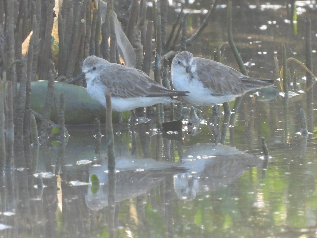 Sanderling - Leandro Niebles Puello