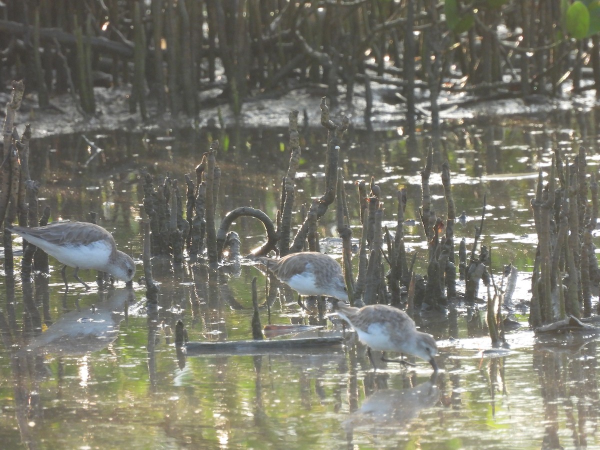 Sanderling - ML611559949