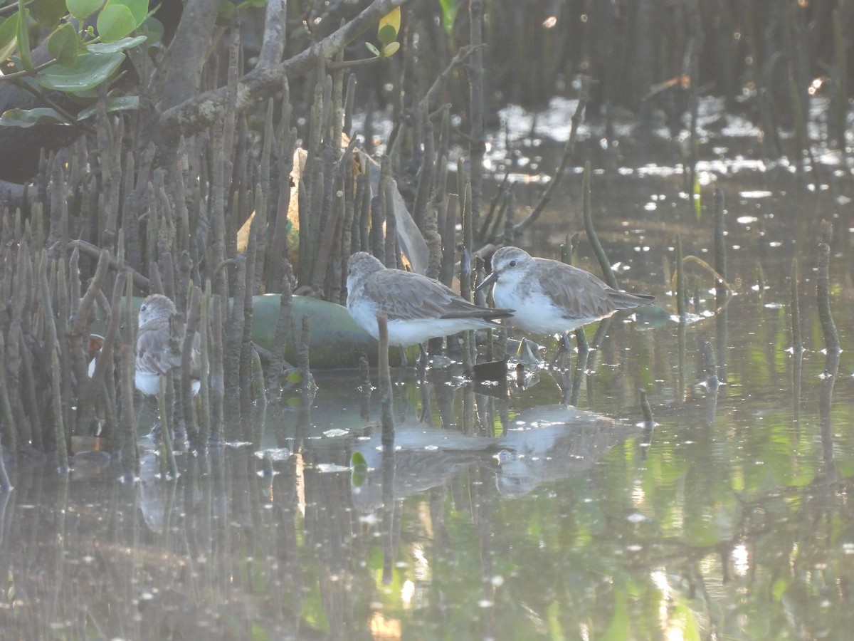 Sanderling - ML611559950