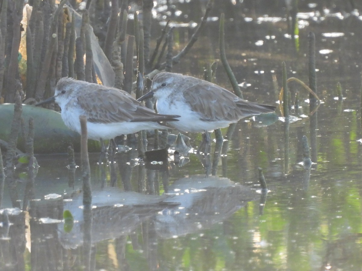 Sanderling - Leandro Niebles Puello