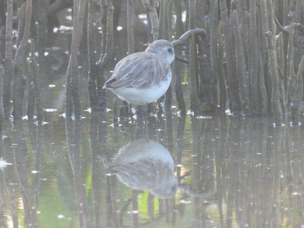 Sanderling - Leandro Niebles Puello