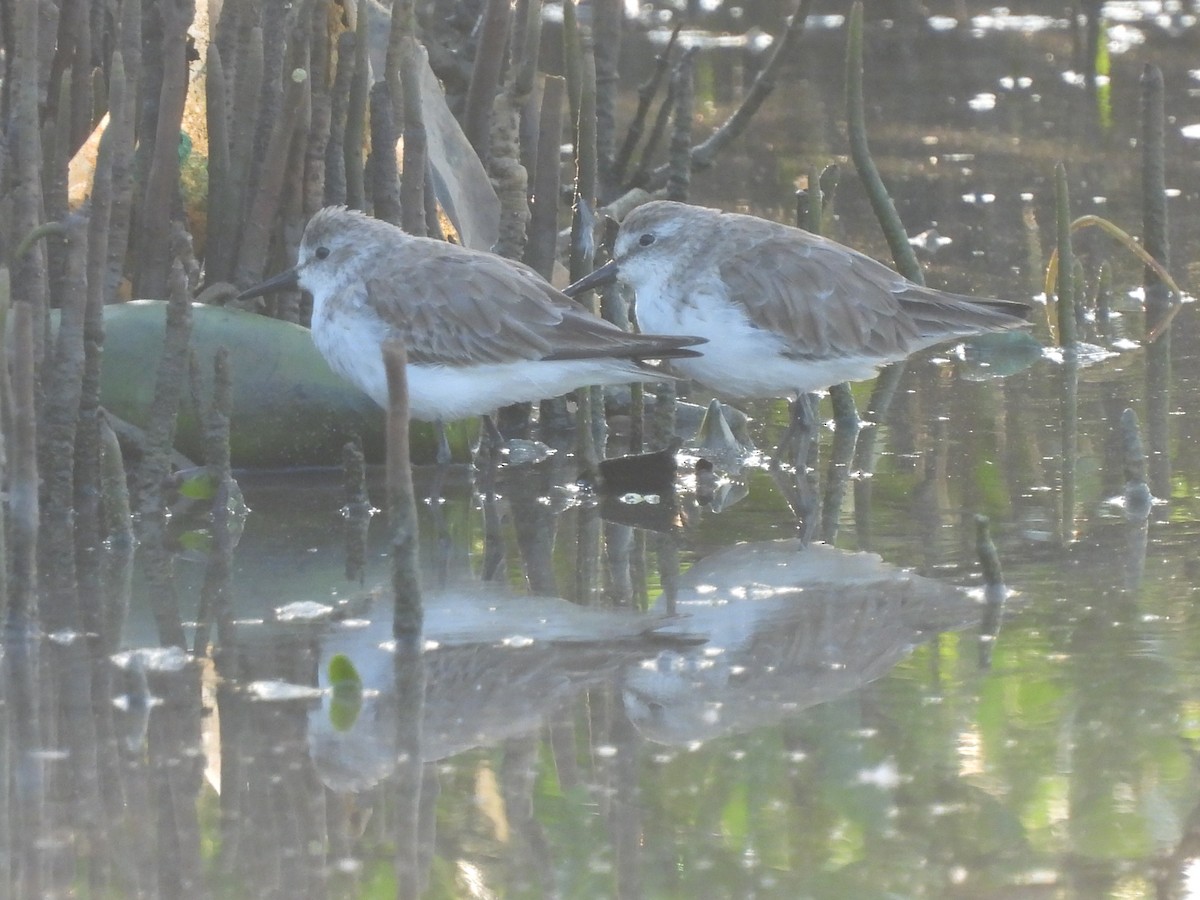 Sanderling - Leandro Niebles Puello