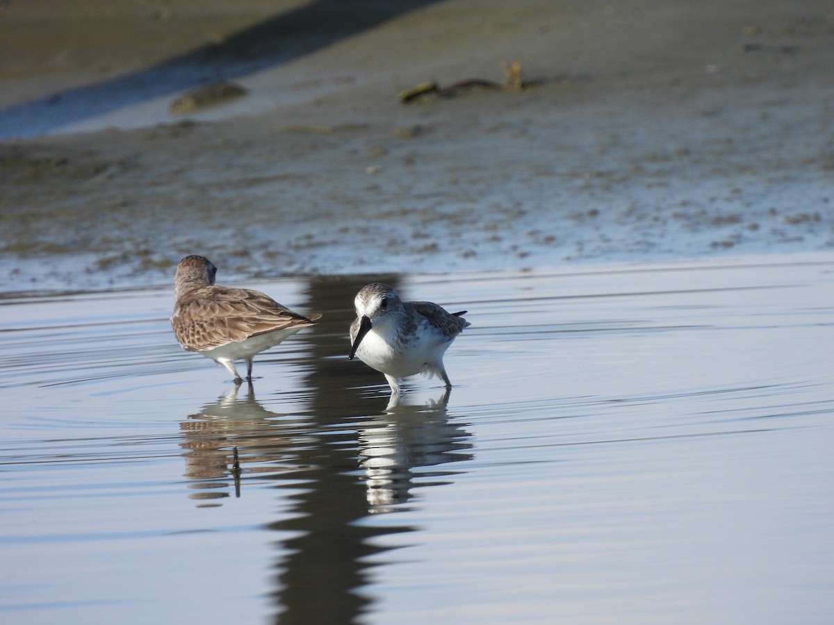 Western Sandpiper - ML611559958