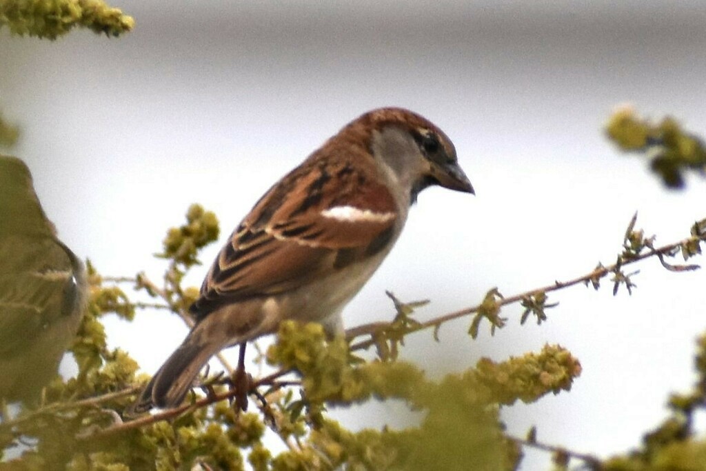 House Sparrow - Davis Provan