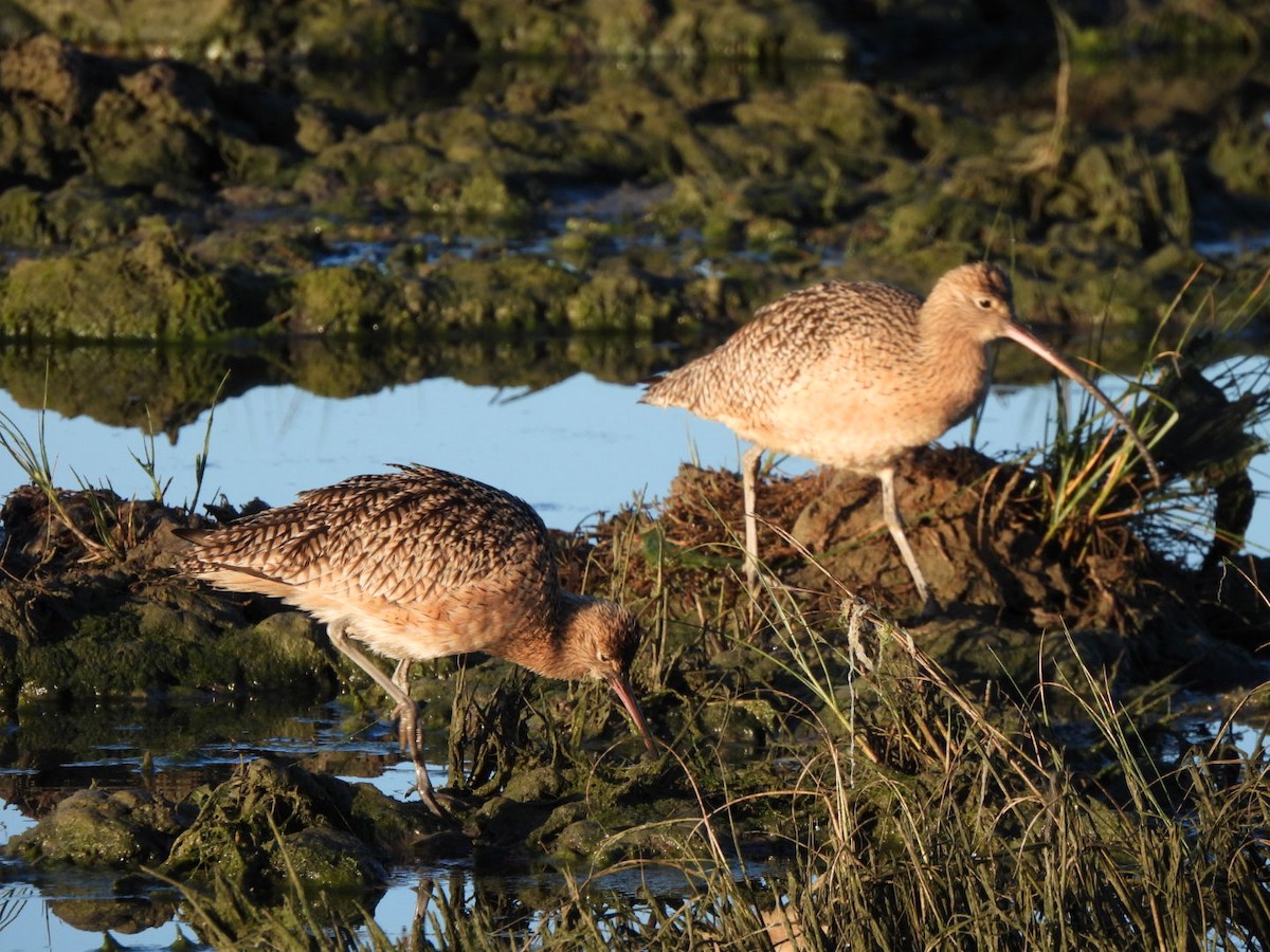 Long-billed Curlew - ML611559980