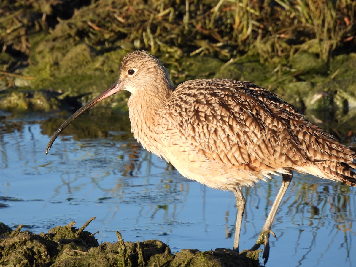 Long-billed Curlew - ML611559981