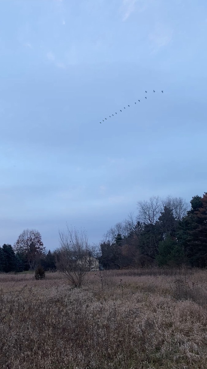 Canada Goose - ML611559984