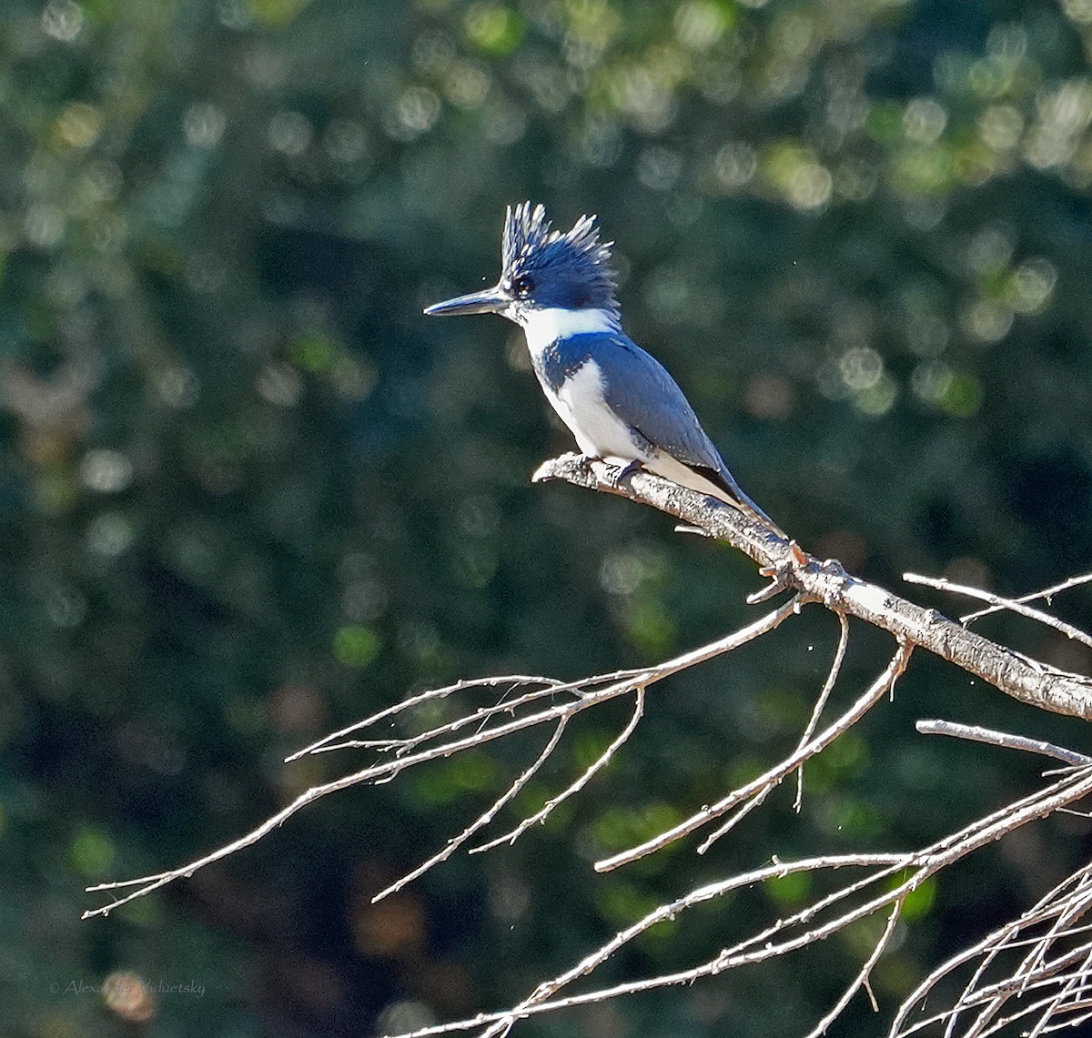 Belted Kingfisher - ML611560021